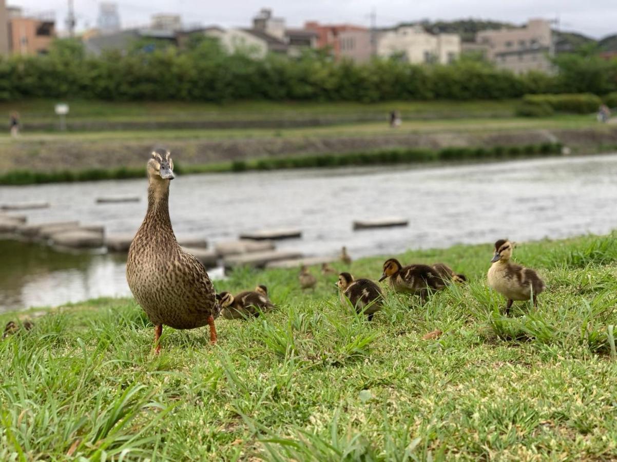 鴨川 栄の屋 Kamo River Machiya Halo House Kiotó Kültér fotó